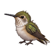 Black-chinned Hummingbird Chick