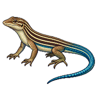 Six-lined Racerunner