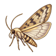 Bee Moth