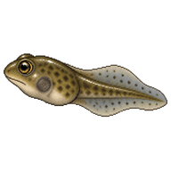 Great Basin Spadefoot Tadpole