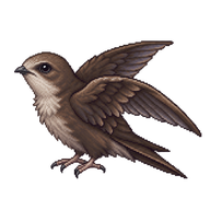 Common Swift Fledgling