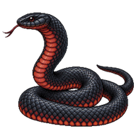 Red-bellied Black Snake