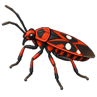 Red and Black Bug
