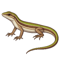 Amur Grass Lizard