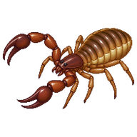 House Pseudoscorpion