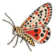 Heliotrope Moth