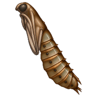 Common Crane Fly Pupa