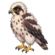 Australian Hobby Chick
