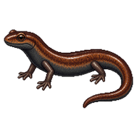 Black-bellied Slender Salamander