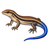 Western Skink