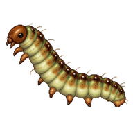 Larch-bud Moth Caterpillar