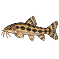 Dwarf Chain Loach