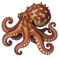 Sydney octopus