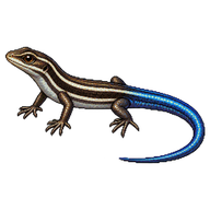 Eastern Water Skink Juvenile