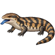 Blotched Blue-tongued Lizard