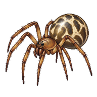 Forest Cobweb Weaver