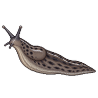 Ashy-grey Slug