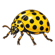 Twenty-spotted Lady Beetle
