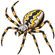 Silver Argiope