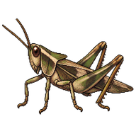 Slender Groundhopper