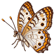 White Peacock Butterfly