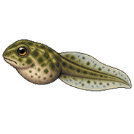 European Green Toad Tadpole