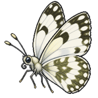 Western White