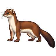 Long-tailed Weasel