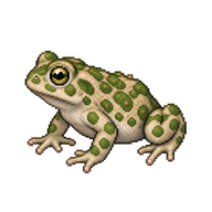 European Green Toad Toadlet