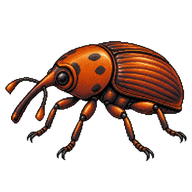 Palm Weevil