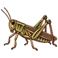 Carolina Grasshopper