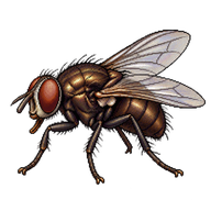 Brown Blowfly