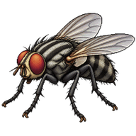 Common Flesh Fly