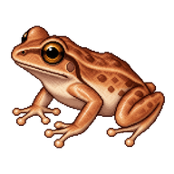 Coquí