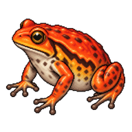 Sambava Tomato Frog