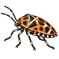 Harlequin Bug