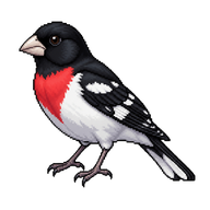 Rose-breasted Grosbeak