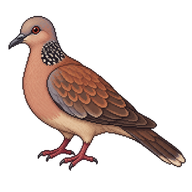 Red Turtle Dove