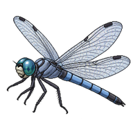 Greater Blue Skimmer