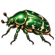 Oriental Flower Beetle