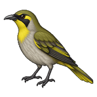 Bell Miner