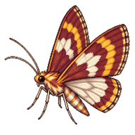 Beautiful Pseudopyrausta