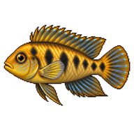 Golden Dwarf Cichlid