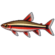 Beckford's Pencilfish