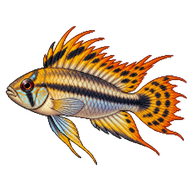 Cockatoo Dwarf Cichlid
