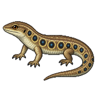 Ocellated Skink