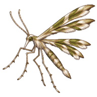 Artichoke Plume Moth