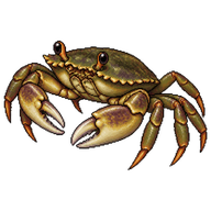 Yellow Shore Crab