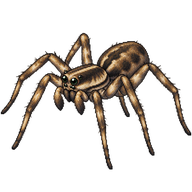 Mackenzie's Thin-legged Wolf Spider