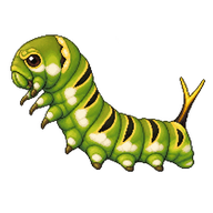 Giant Swallowtail Caterpillar